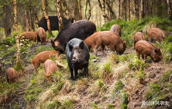 野猪长什么样_野猪图片大全高清图哪里找