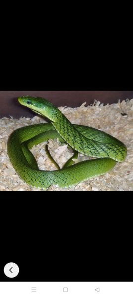 梦到绿色的蛇是什么意思_梦见绿蛇是吉是凶