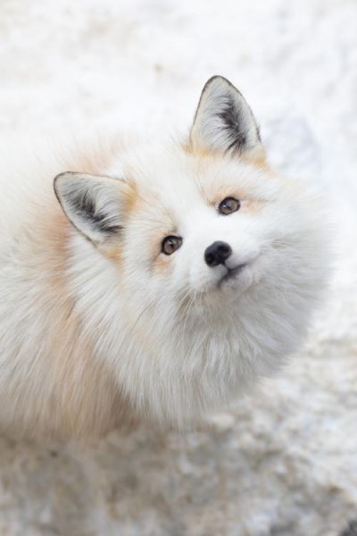 狐狸的图片大全_狐狸有哪些品种