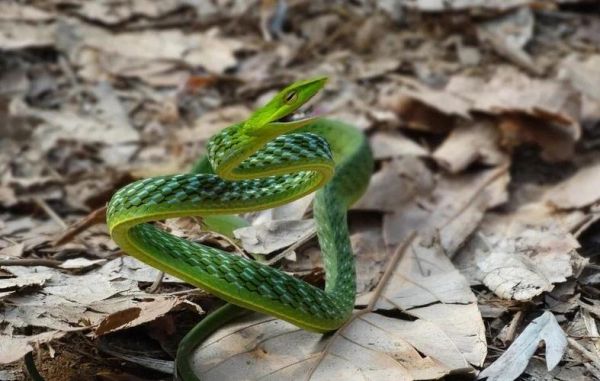 梦到绿色的蛇是什么意思_梦见绿蛇是吉是凶