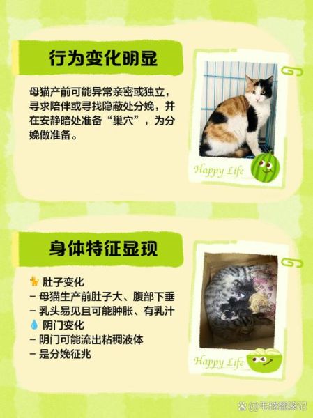 小猫生宝宝要多久_母猫生产前有什么征兆