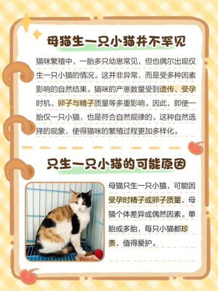 小猫生宝宝要多久_母猫生产前有什么征兆