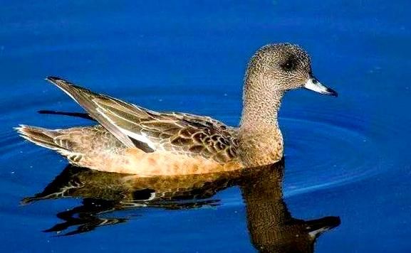 梦到鸭子是什么意思_梦到鸭子是吉是凶