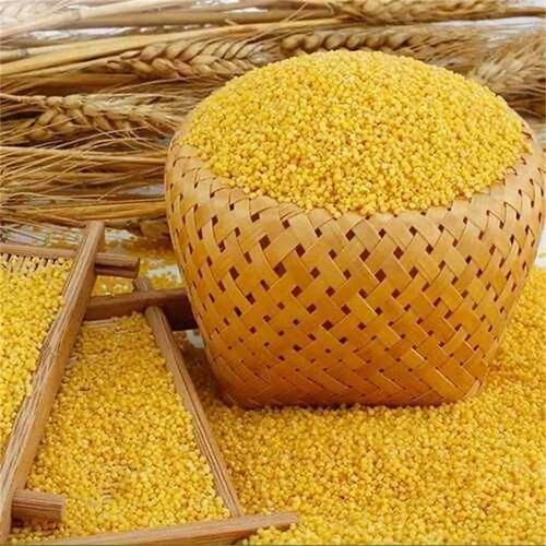 小米图片大全大图_哪里找高清无水印