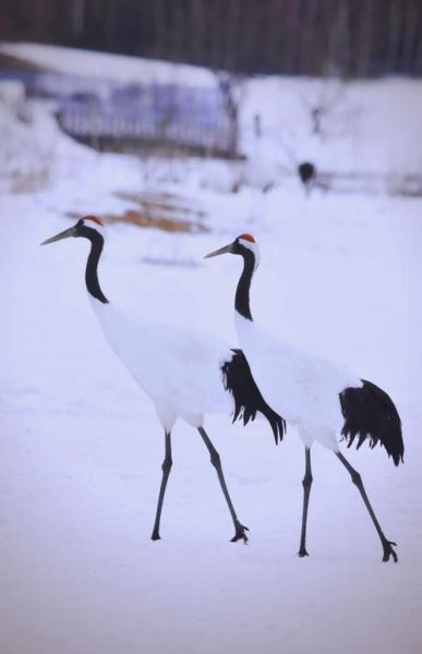 梦到仙鹤是什么意思_仙鹤在梦里代表什么