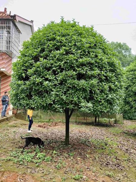 桂花树图片大全_桂花树品种有哪些