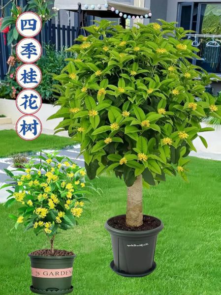 桂花树图片大全_桂花树品种有哪些