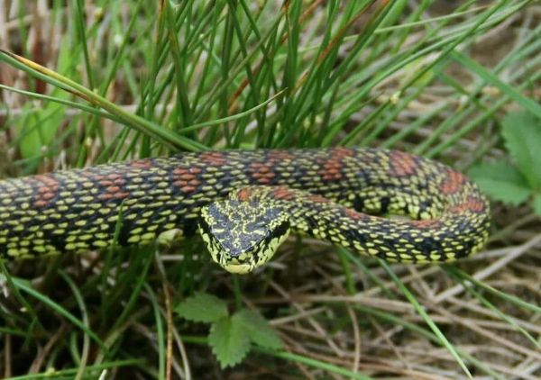 蛇图片大全大图_蛇高清壁纸哪里找