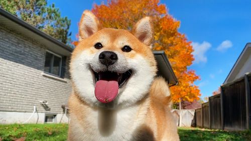 柴犬图片大全_柴犬高清壁纸怎么下载