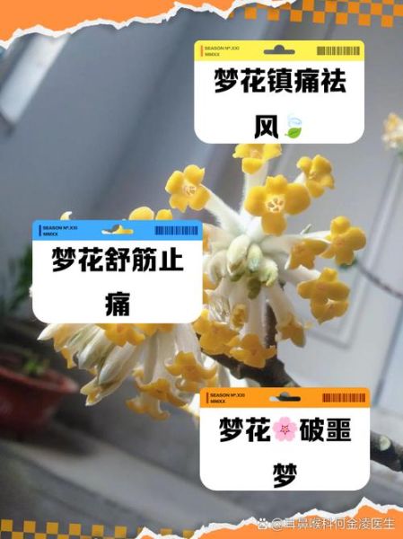 怀孕梦到花是什么意思_孕妇梦见花预示生男生女