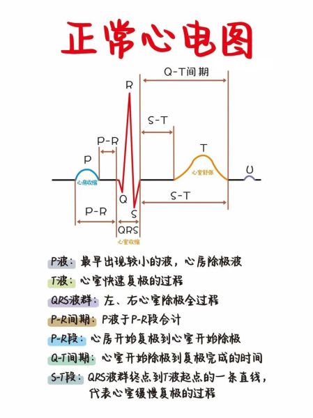心电图怎么看_正常心电图图片大全