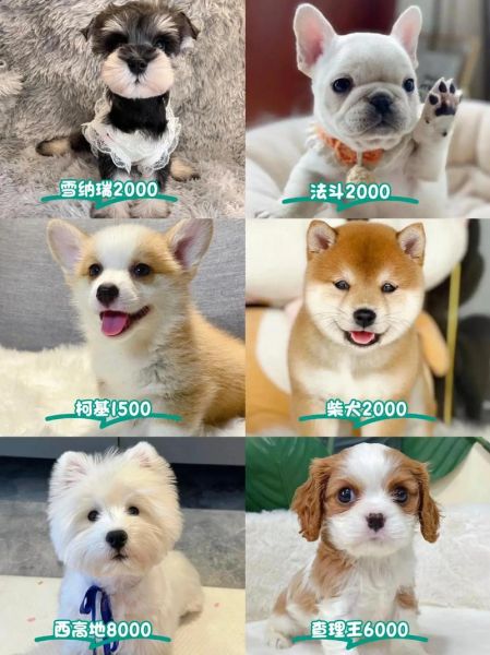 狗狗品种大全图片_小型犬有哪些