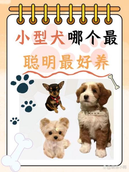 狗狗品种大全图片_小型犬有哪些