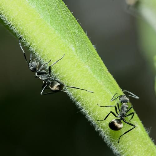 蚂蚁图片大全_蚂蚁种类有哪些