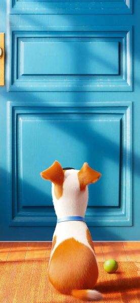 爱宠大机密迅雷下载_如何找到高清资源