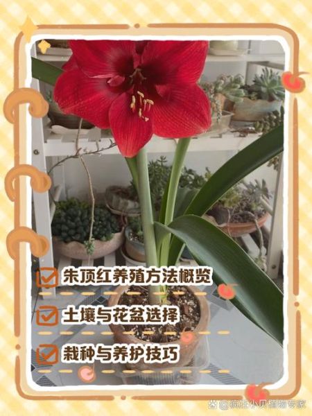 朱顶红图片大全_如何养护朱顶红