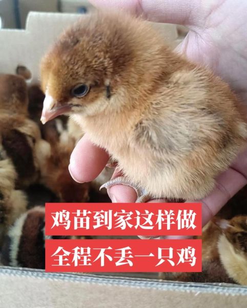养鸡图片大全_新手如何挑选鸡苗