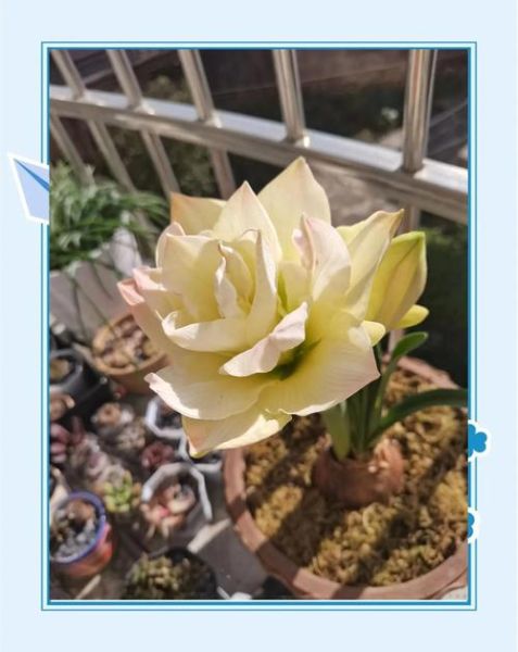 朱顶红图片大全_如何养护朱顶红