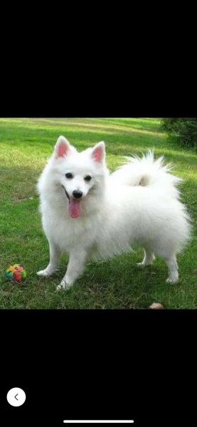 银狐长什么样_银狐图片大全哪里找