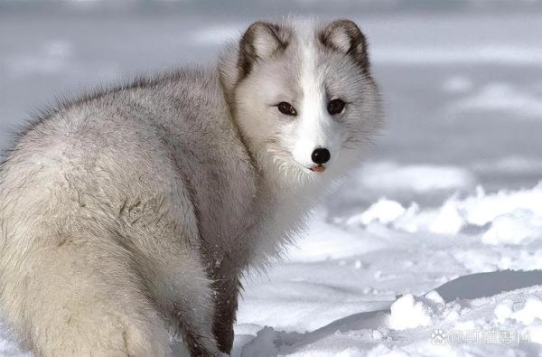 银狐长什么样_银狐图片大全哪里找