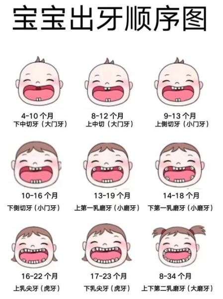 宝宝牙齿生长顺序图_几个月开始长牙