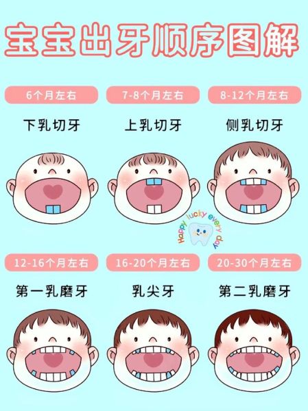 宝宝牙齿生长顺序图_几个月开始长牙