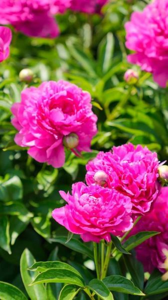 最美牡丹花图片大全_如何拍摄高清牡丹花特写