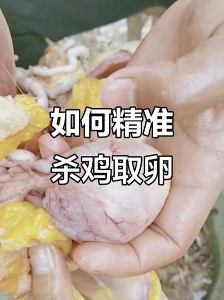 杀鸡图片大全_如何正确杀鸡