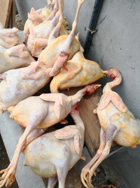 杀鸡图片大全_如何正确杀鸡