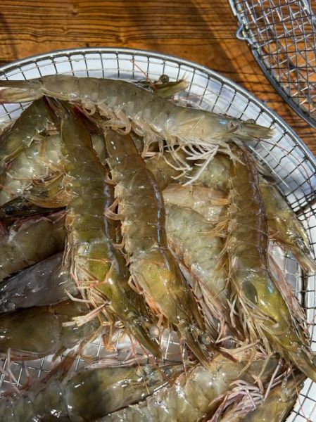 虾图片大全_高清虾类图片怎么找