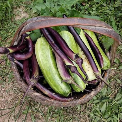 梦到茄子是什么意思_梦见茄子是吉是凶