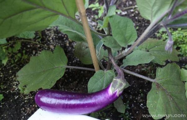 梦到茄子是什么意思_梦见茄子是吉是凶