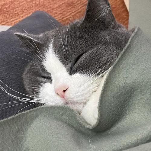 动物晚安图片大全可爱_怎么找高清无水印