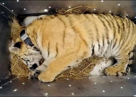 梦到老虎咬我_周公解梦