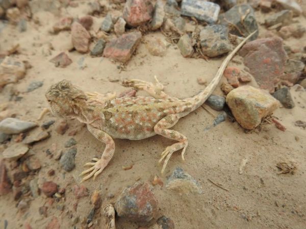 蜥蜴图片大全高清_蜥蜴品种名称及图片