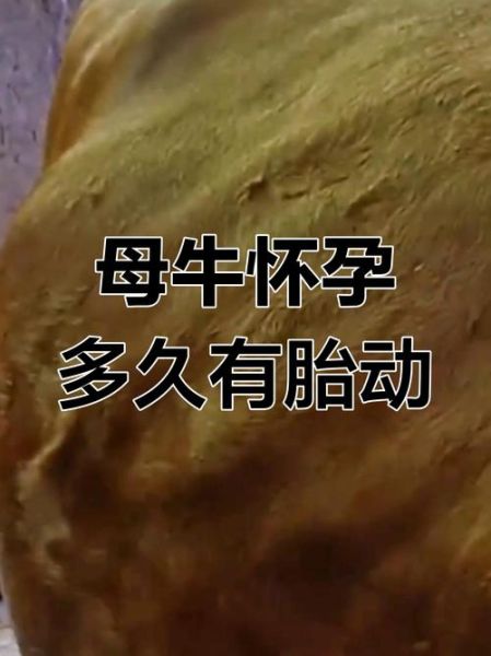 孕妇梦到牛是什么意思_孕妇梦见牛生男生女