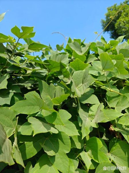 葛图片大全_如何快速找到高清素材