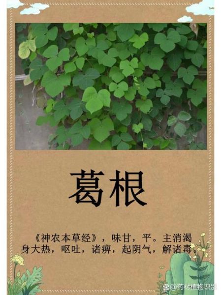 葛图片大全_如何快速找到高清素材