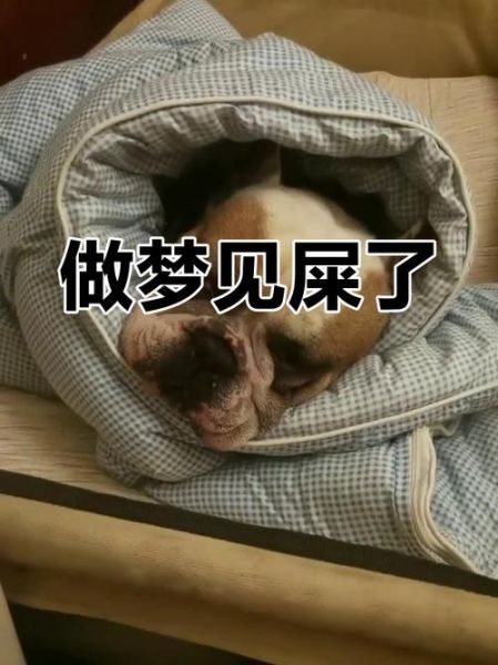 梦到很多屎是什么意思_梦见很多屎预示着什么