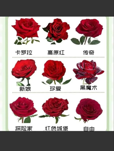 玫瑰图片大全_玫瑰品种有哪些