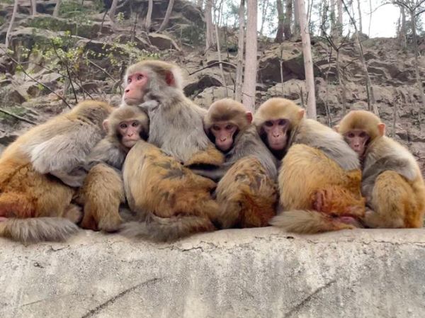 12只猴子迅雷下载_高清资源去哪找