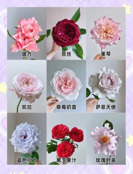 玫瑰图片大全_玫瑰品种有哪些