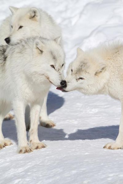 梦到白狼是什么意思_白狼梦境预示什么