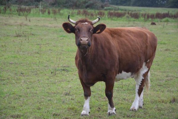 牛的图片大全大图_高清壁纸怎么找