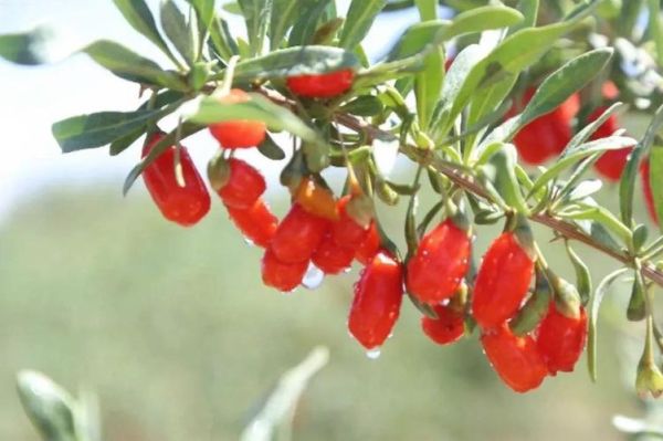 梦到枸杞是什么意思_梦到枸杞是吉兆吗