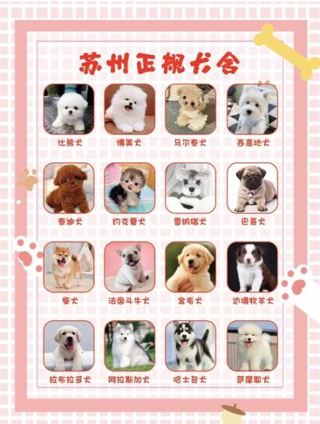 宠物图片大全_如何挑选高清萌宠图