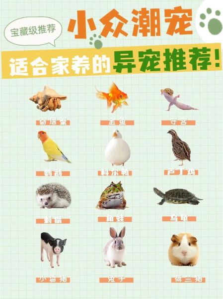宠物图片大全_如何挑选高清萌宠图