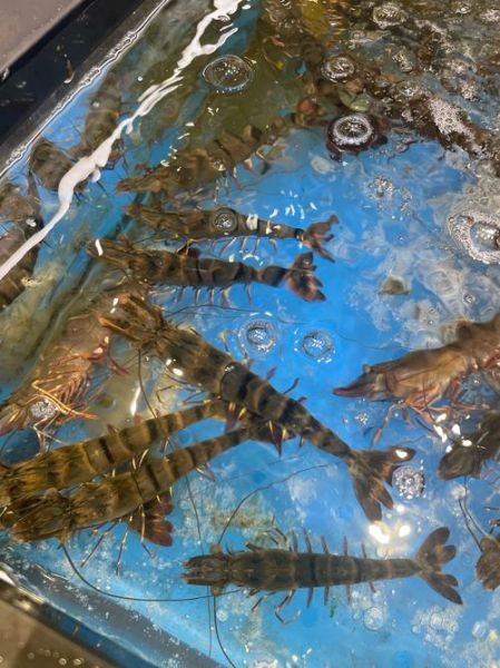 梦到买虾是什么意思_梦见买虾好不好