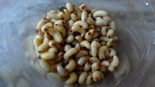 黄豆虫长什么样_黄豆虫图片大全哪里找