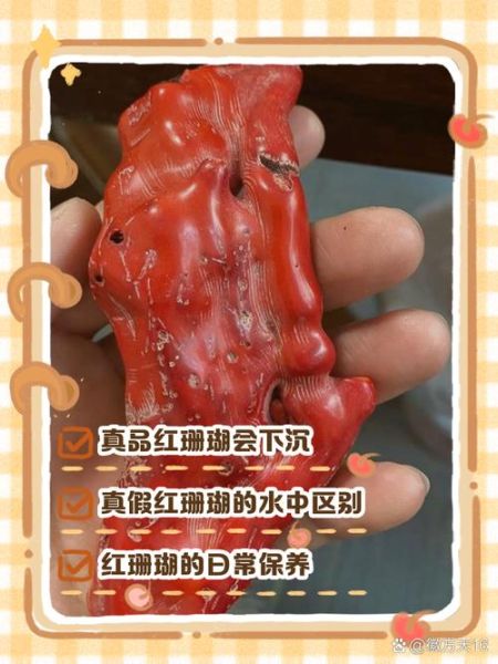 珊瑚的种类有哪些_如何辨别真假珊瑚